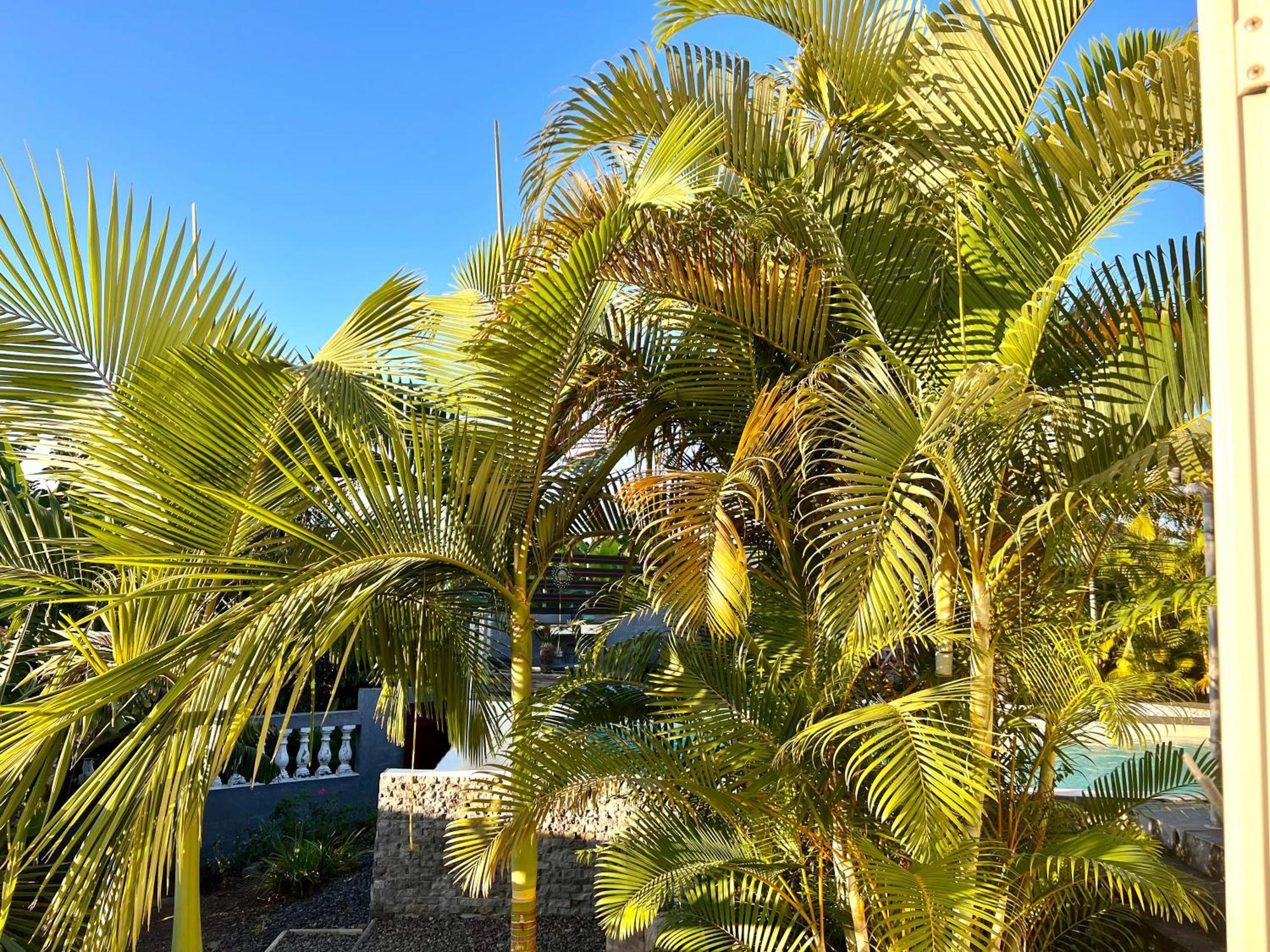 Villa Ti Moon, Entre Deux, Piscine Exterior foto